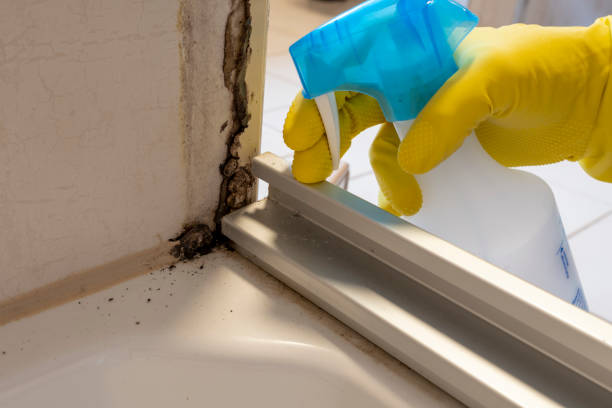 Best Professional Mold Removal  in Williamsburg, PA