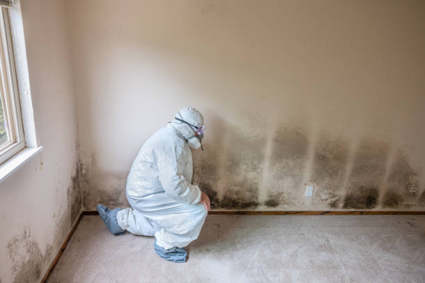 Best Crawl Space Mold Removal  in Williamsburg, PA