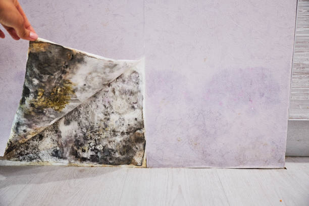 Best Black Mold Removal  in Williamsburg, PA